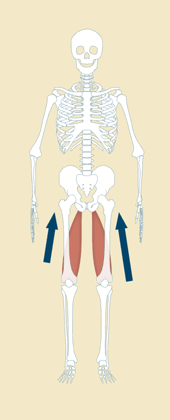 Skeleton diagram highlighting uneven tension of the hamstring muscles