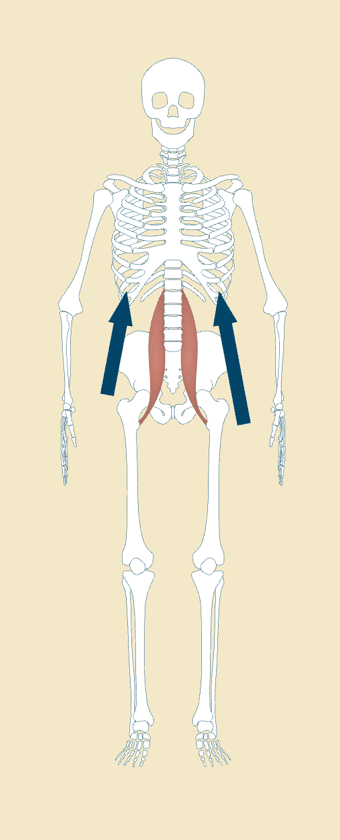 Skeleton diagram highlighting uneven tension of the psoas (hip flexor) muscles