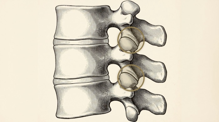Anatomical illustration — facet joints of the spine